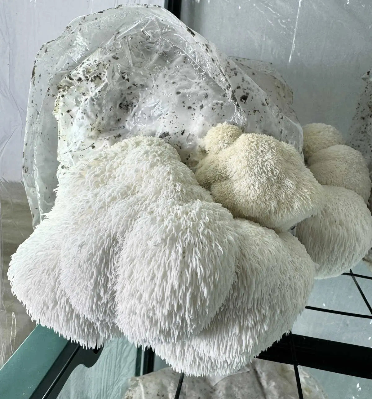 Lion's Mane Mushroom Grow Kit