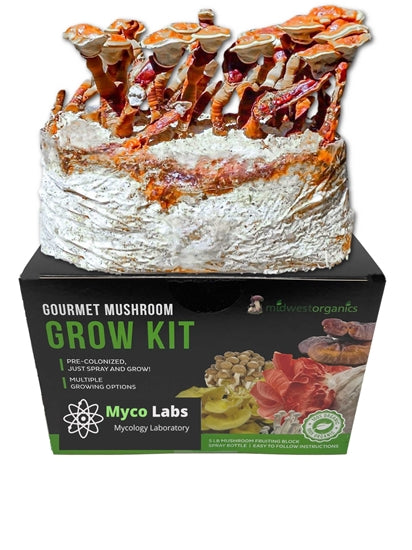 Vivid red Reishi mushrooms growing from a home gourmet mushroom cultivation kit