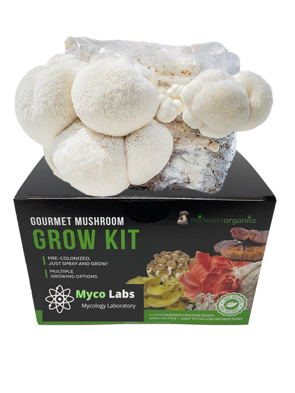 Lion's mane mushroom grow kit producing large white clusters in home conditions