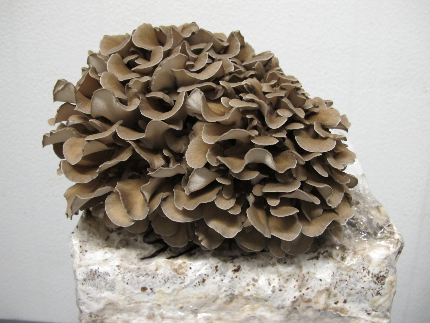 Close-up of a Maitake (Hen of the Woods) mushroom growing from a fully colonized grow kit block. The mushroom has dense, layered, ruffled caps with an earthy brown color. The mycelium-covered block is visible at the base, showing active fruiting.